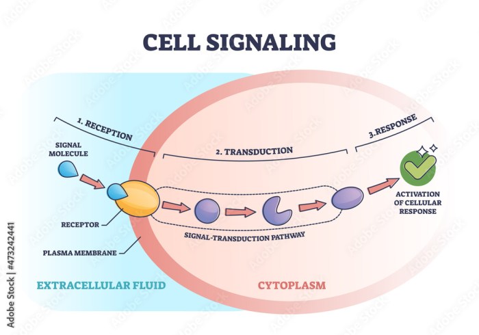 Signal transduction pathways answer key