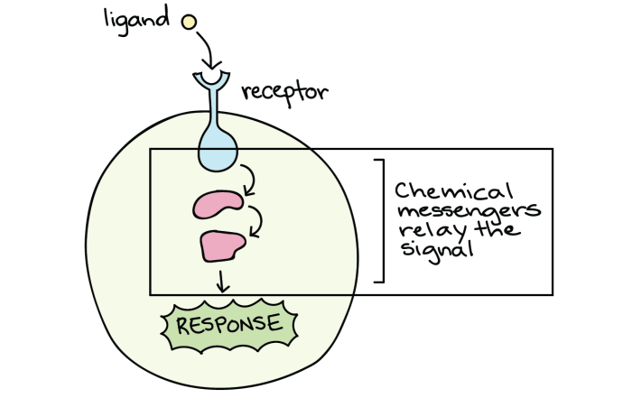 Signal transduction pathways answer key