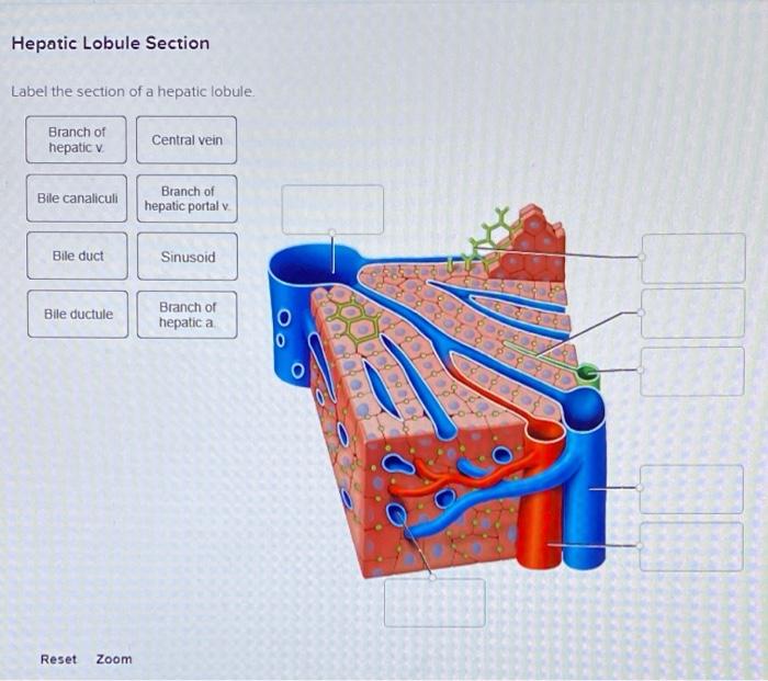 Label the section of a hepatic lobule.