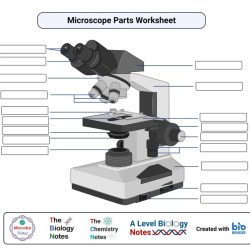 Label parts of microscope worksheet