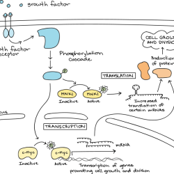 Signal transduction pathways answer key