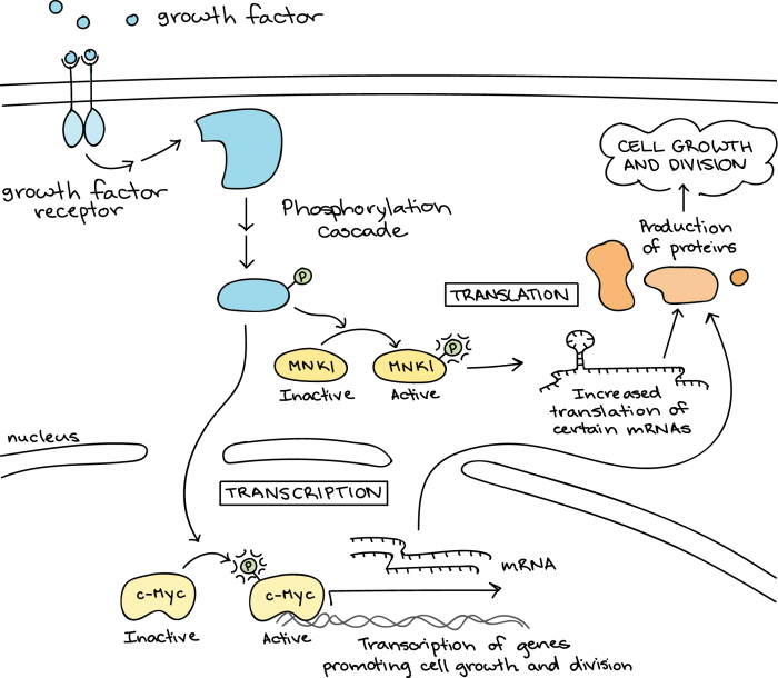 Signal transduction pathways answer key