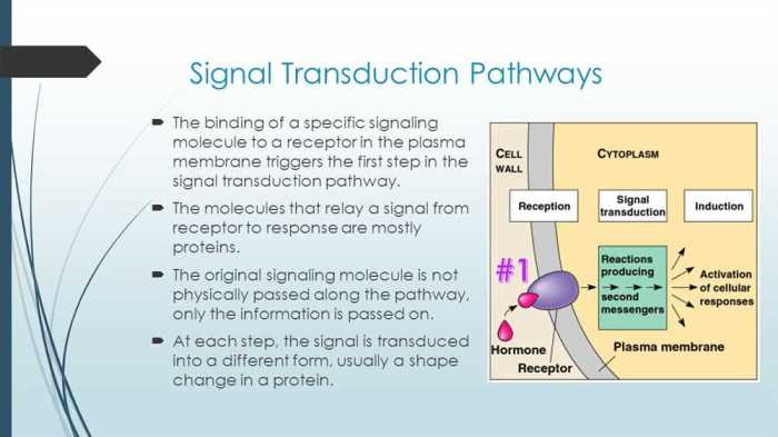 Signal transduction pathways answer key