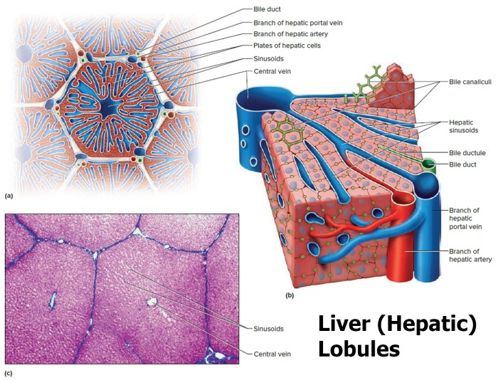 Label the section of a hepatic lobule.