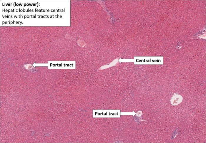 Physiology liver hepatic hepatocytes lobule plates system structural 6th berne levy ed metabolic doctorlib info