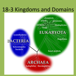 Kingdoms domains six bacteria archaea eukarya