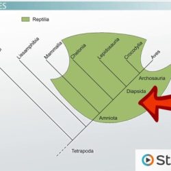 An introduction to cladograms and trees answer key pdf