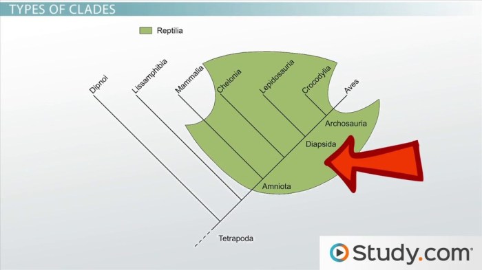 An introduction to cladograms and trees answer key pdf