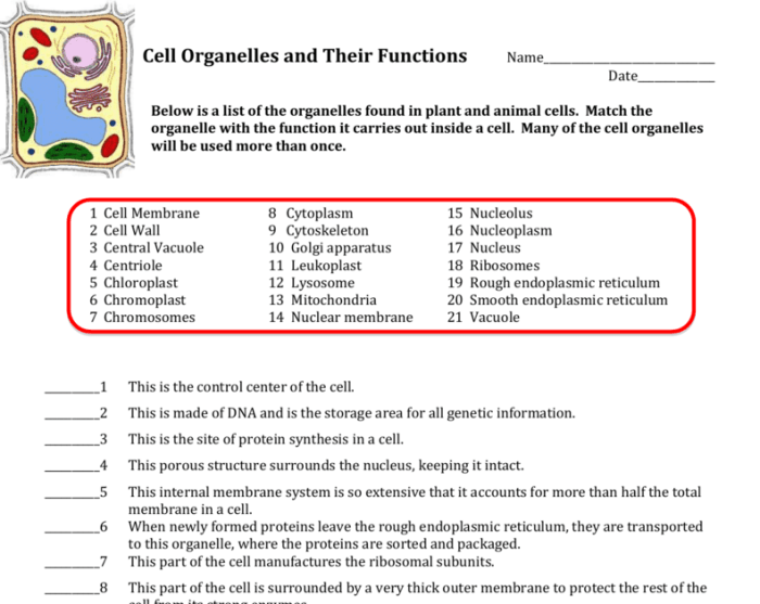 Dna structure and function worksheet answer key