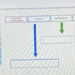 Each drag into appropriate label joint classification biology chegg answers questions