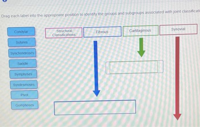 Each drag into appropriate label joint classification biology chegg answers questions