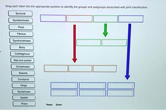 Drag each label into the appropriate joint classification.