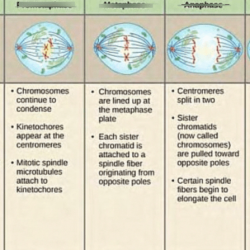 Gal12 piclab 20vs mitosis