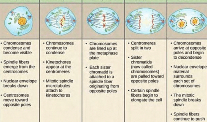 Gal12 piclab 20vs mitosis