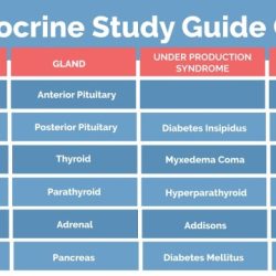 Exercise 33 review & practice sheet endocrine system