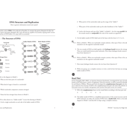 Dna structure and function worksheet answer key