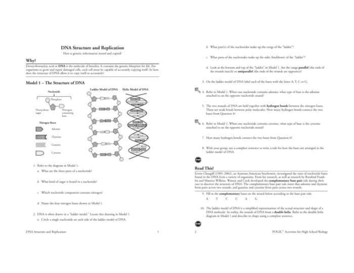 Dna structure and function worksheet answer key