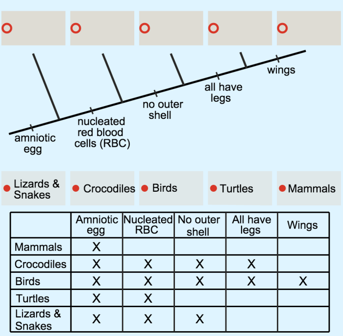 Make cladograms transcription text