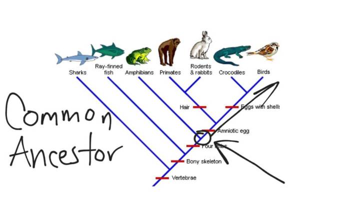 An introduction to cladograms and trees answer key pdf