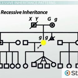 Lab activity blood type pedigree mystery answer key