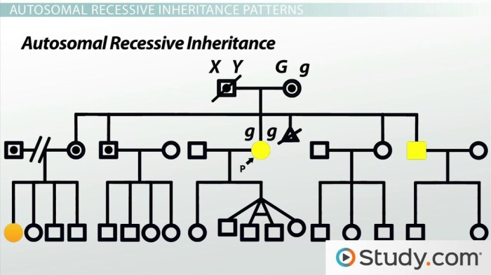 Lab activity blood type pedigree mystery answer key